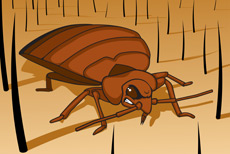 Flea, Tick & Insect Control
